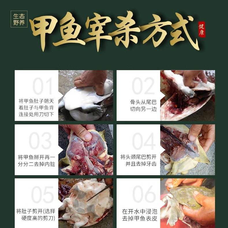 【下单就发】外塘大甲鱼鲜活食用体中华鳖苗放养卤味麻辣甲鱼宰杀 - 图2