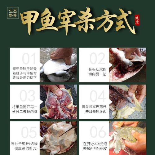 【下单就发】外塘大甲鱼鲜活食用体中华鳖苗放养卤味麻辣甲鱼宰杀-图2