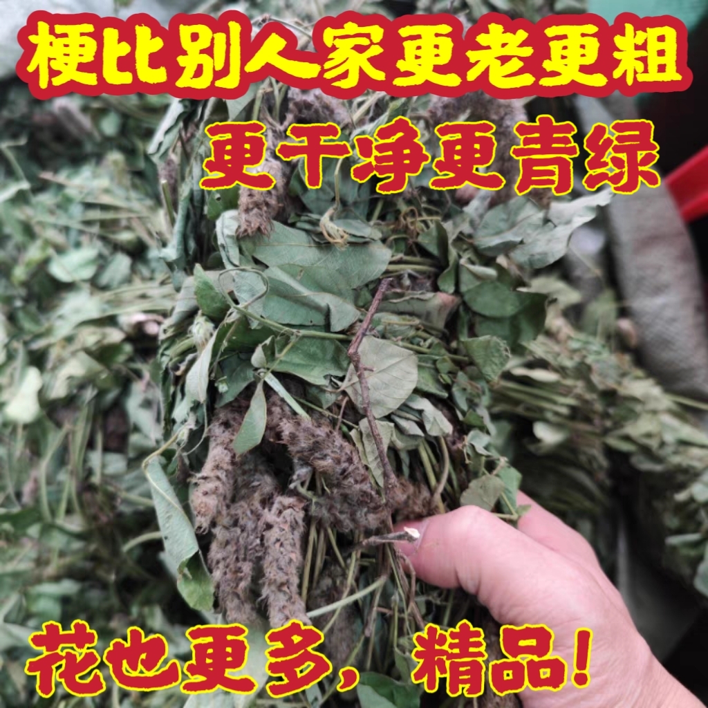 广东精选狸尾草500克天然羊咩香无硫干货煲汤养生野生晾晒中草药 - 图0