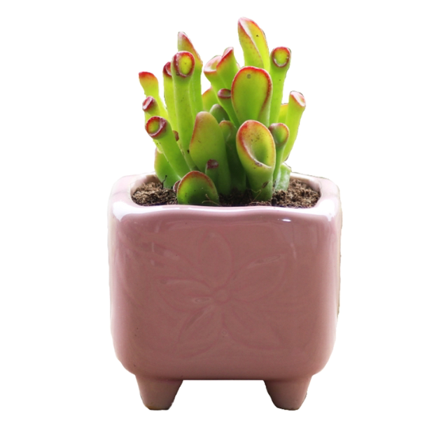 Succulent flower pot simple ceramic creative bottom punch