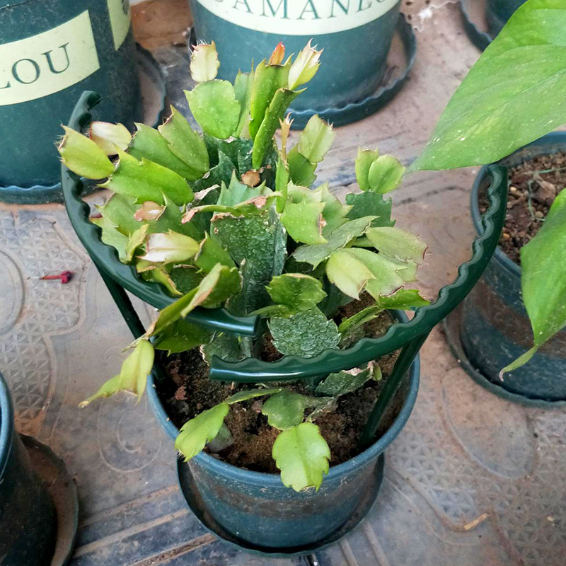 兰花架子绿萝多肉盆栽护叶架阳台植物支撑架蟹爪兰专用固定花支架,淘宝优惠券,粉丝福利购,淘宝优惠卷