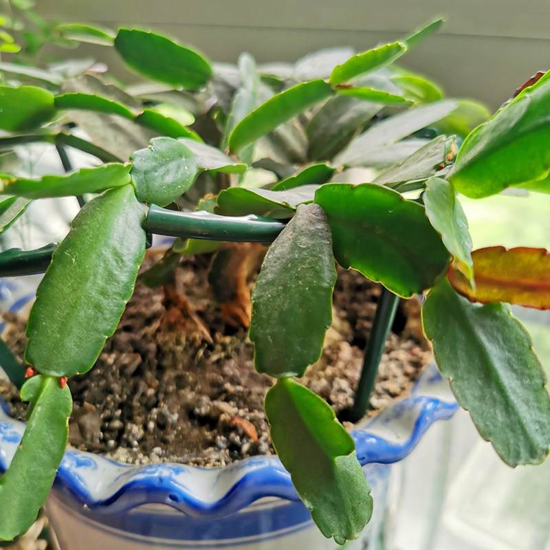 兰花架子绿萝多肉盆栽护叶架阳台植物支撑架蟹爪兰专用固定花支架,淘宝优惠券,粉丝福利购,淘宝优惠卷