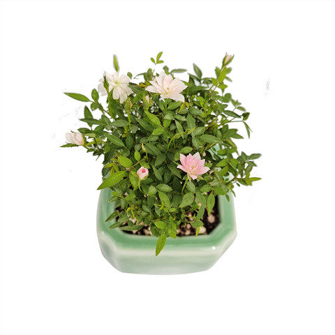 姬月季日本姬乙女姬超微蔷微迷你盆景庭院室内阳台桌面盆栽花卉 - 图3