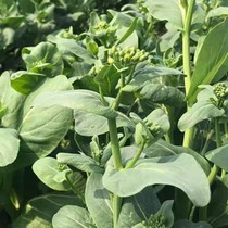 Fresh Zhengzong Frost Freeze Green Vegetable head vegetable core Non-greenhouse vegetables