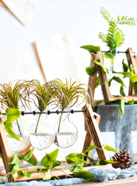 空间玻璃木架灯泡水培桌面摆件