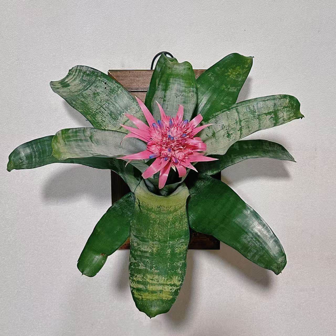 【美叶光萼荷】  粉菠萝粉花凤梨 室内阳台庭院开花积水凤梨盆栽,淘宝优惠券,粉丝福利购,淘宝优惠卷