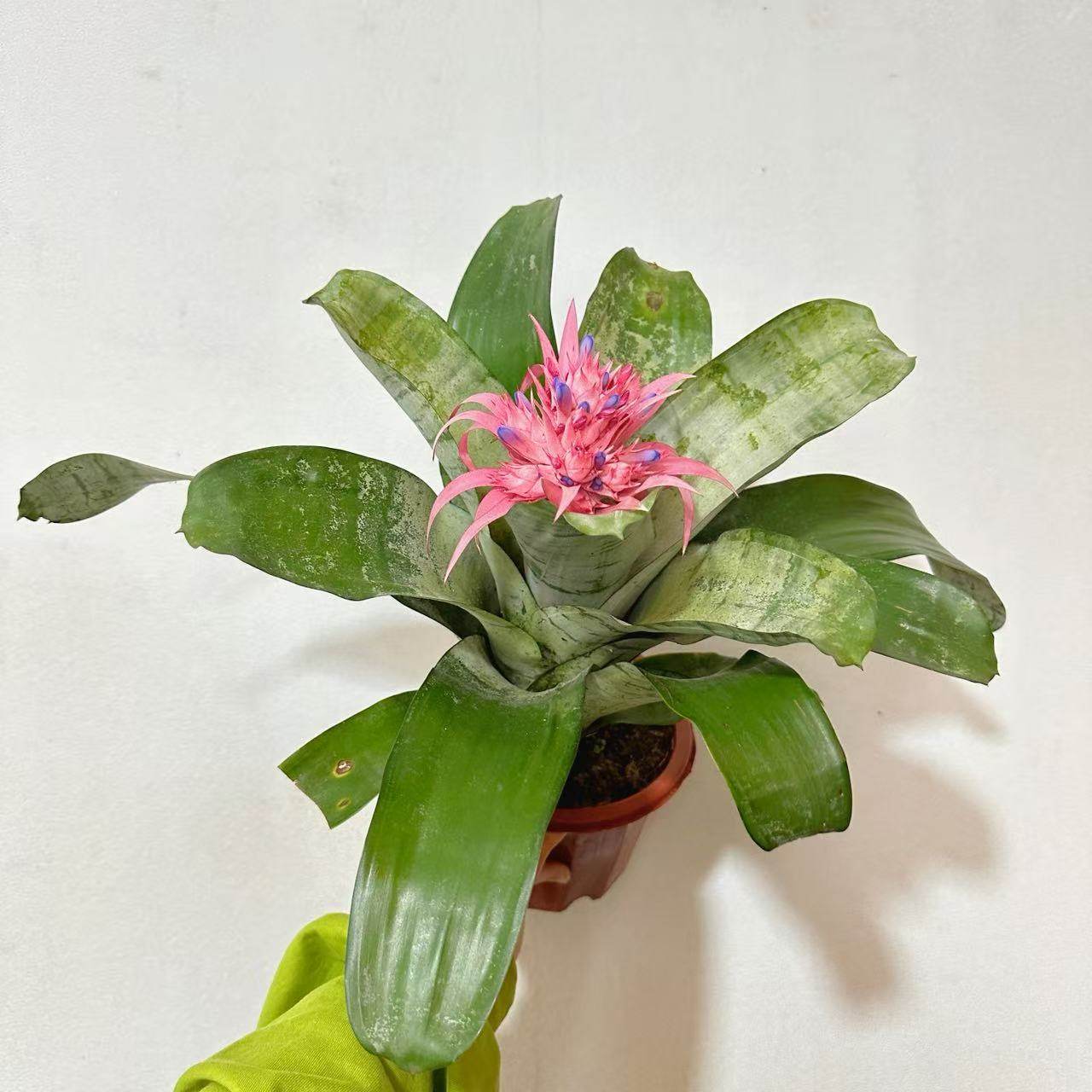 【美叶光萼荷】  粉菠萝粉花凤梨 室内阳台庭院开花积水凤梨盆栽,淘宝优惠券,粉丝福利购,淘宝优惠卷