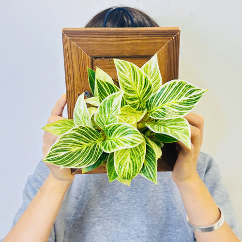 【铂金钻蔓绿绒】室内多年生耐荫耐观叶可水培好养净化空气顺丰 - 图1