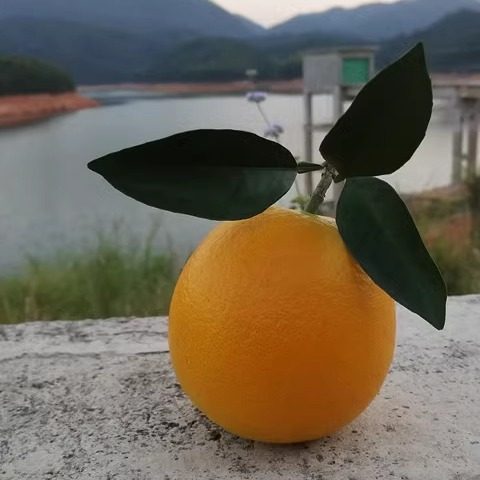 赣南脐橙装信丰脐橙果园直发新鲜水果橙子现采现发榨汁橙子,淘宝优惠券,粉丝福利购,淘宝优惠卷