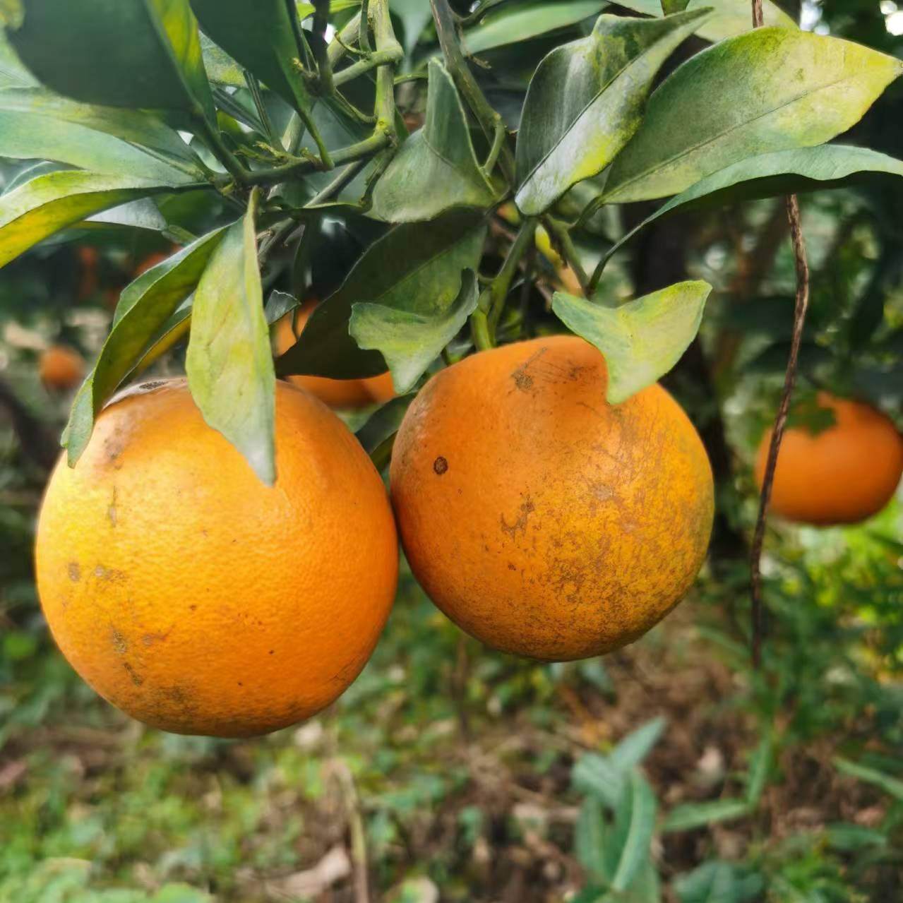 赣南脐橙榨汁橙子花皮果丑果信丰脐橙现采现发新鲜水果,淘宝优惠券,粉丝福利购,淘宝优惠卷