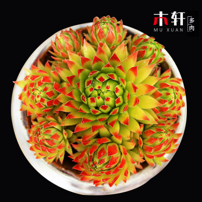 多肉植物黄金花月玉树盆栽阳台室内净化空气绿植盆景花卉老桩多肉 - 图0