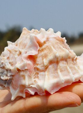 寄居蟹替换壳红骨螺鱼缸水族装饰