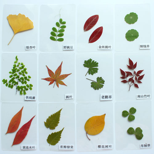 树叶植物标本塑封卡片成品教学用具真树叶学生儿童幼儿园认识标本 - 图3