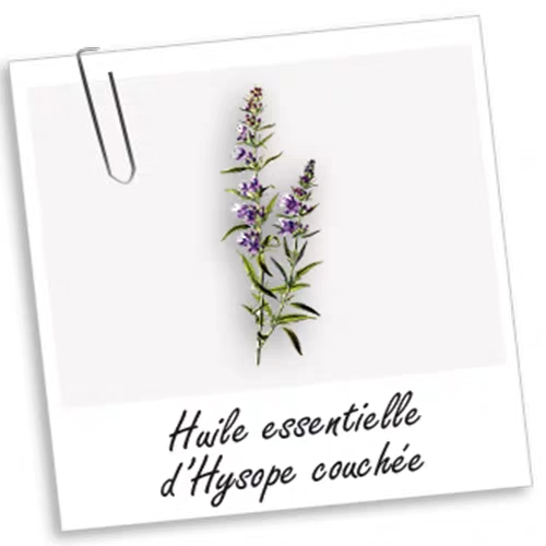 法国aroma zone有机高地牛膝草单方精油10ml Hyssopus officinali-图1