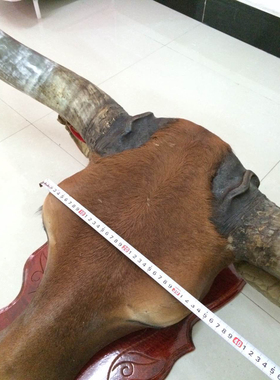 真牛头纯天然带皮壁饰挂件标本