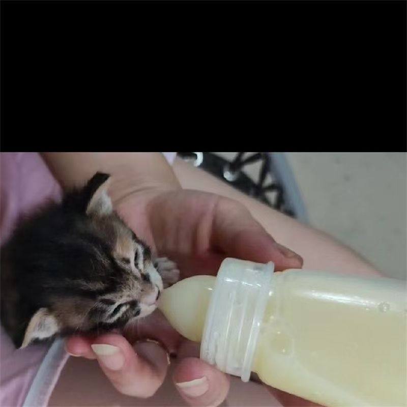 加厚奶瓶宠物幼崽幼犬小型犬奶瓶送清洗套装小狗喂奶嘴猫咪奶瓶,淘宝优惠券,粉丝福利购,淘宝优惠卷