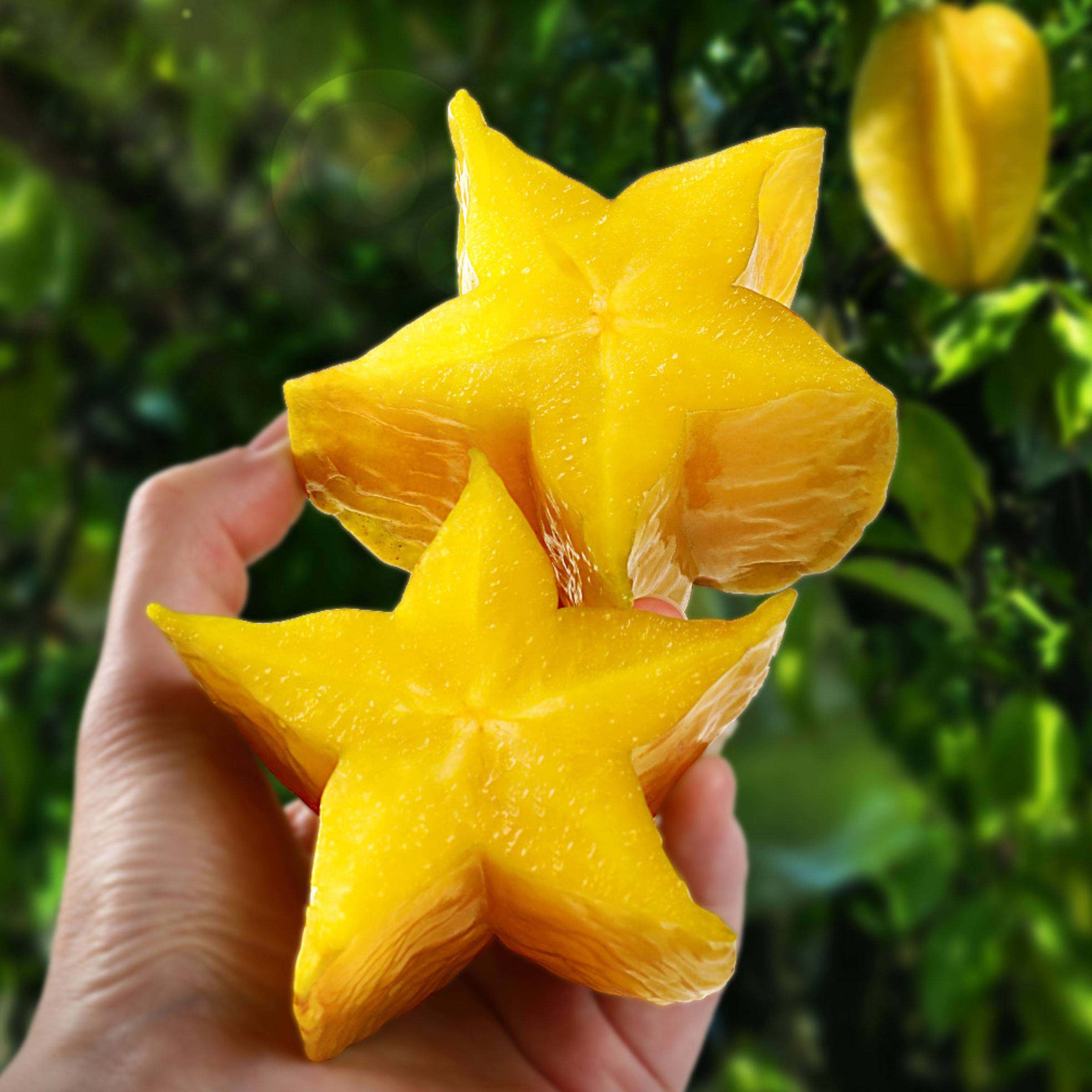 旗舰正品辰颐物语下河树上熟杨桃3斤装现摘现发新鲜水果应季水果,淘宝优惠券,粉丝福利购,淘宝优惠卷