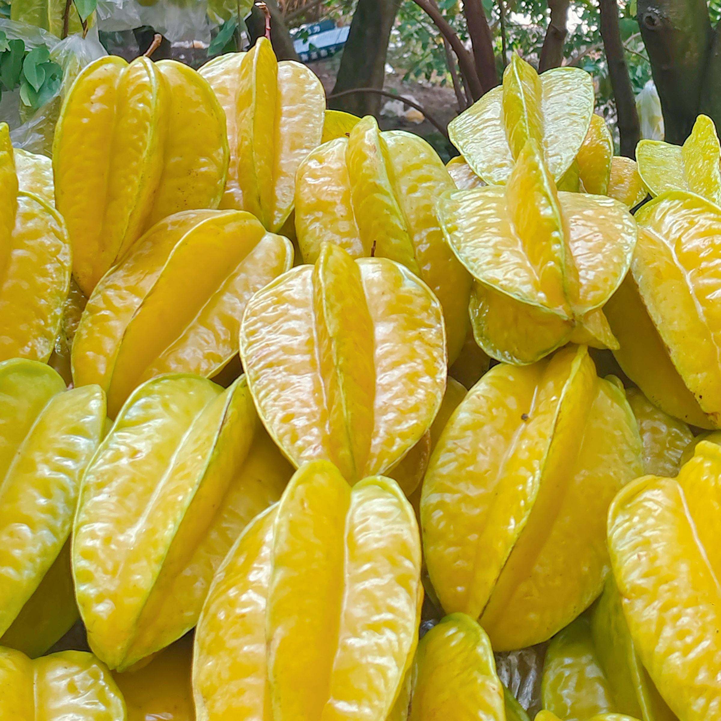 旗舰正品辰颐物语下河树上熟杨桃3斤装现摘现发新鲜水果应季水果,淘宝优惠券,粉丝福利购,淘宝优惠卷