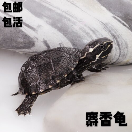 公麝香龟蛋龟剃刀巨头果核红面杂食萌宠迷你 - 图2