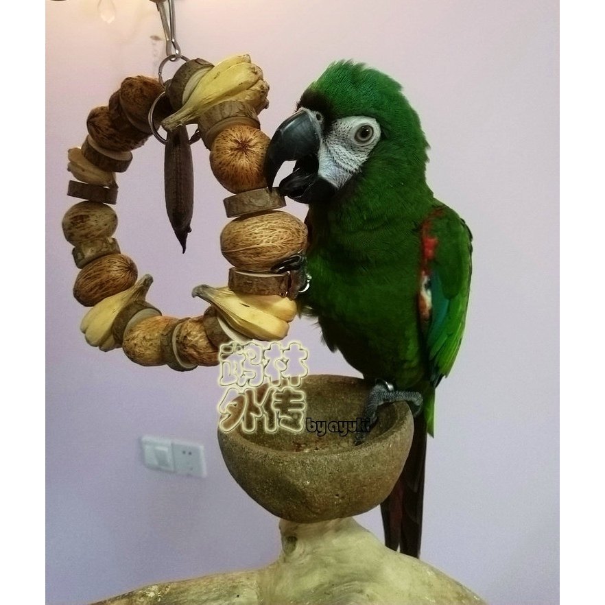 鹉林外传鹦鹉啃咬磨嘴玩具原木果串花环健康安全果子鹦鹉鸟用品,淘宝优惠券,粉丝福利购,淘宝优惠卷