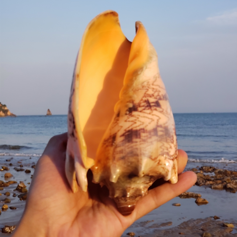 天然超大海螺贝壳珊瑚鲍鱼壳海星帝王螺鱼缸造景礼物收藏居家摆件-图2