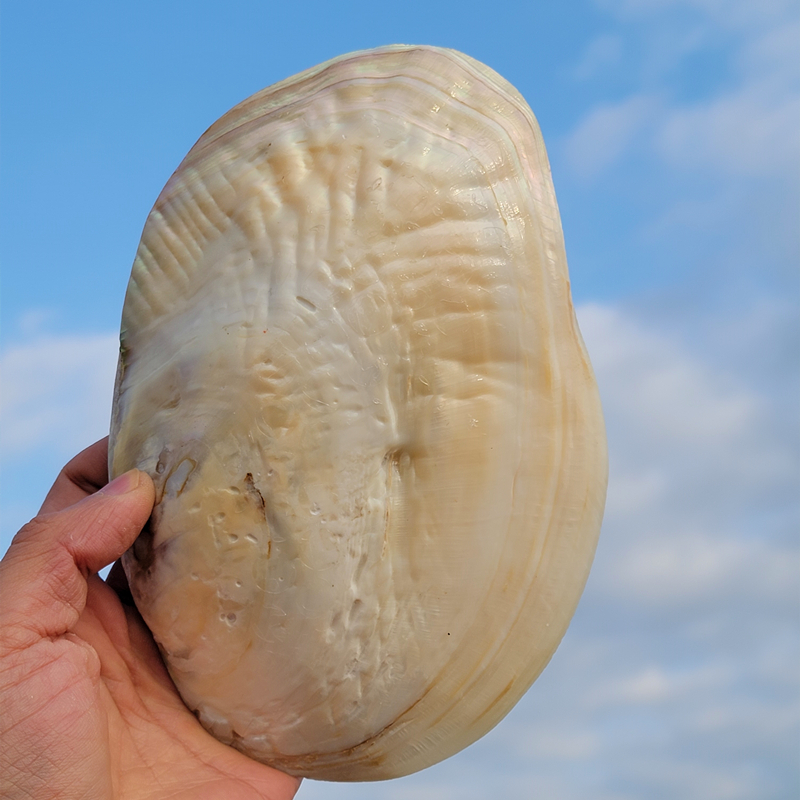 天然特大贝壳大海螺海洋珍珠贝鱼缸造景海星标本送礼婚庆地台装饰-图0