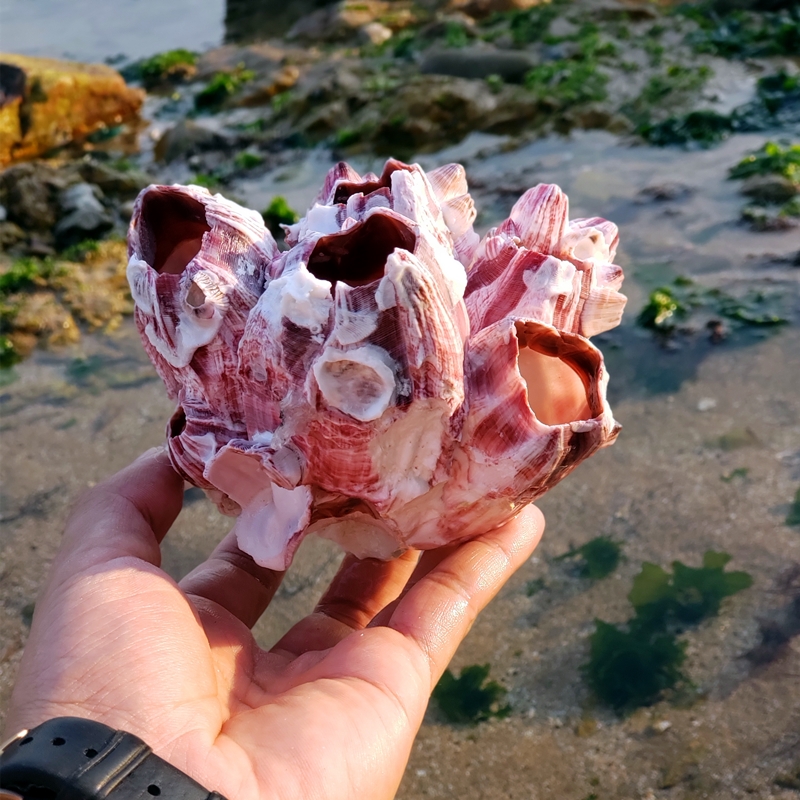 天然超大海螺大贝壳海洋藤壶鱼缸造景海星标本地中海风格装饰收藏 - 图2