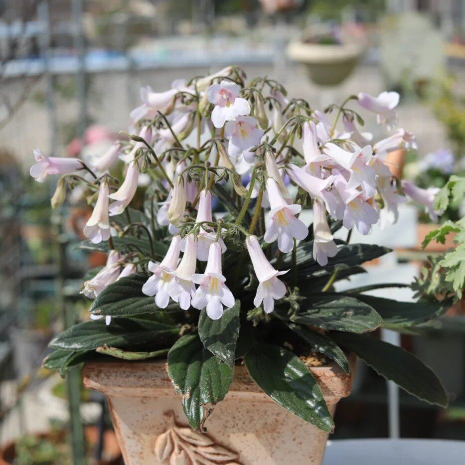 报春苦苣苔白花紫花皮草草本花卉耐阴耐热室内阳台开花植物易爆花,淘宝优惠券,粉丝福利购,淘宝优惠卷