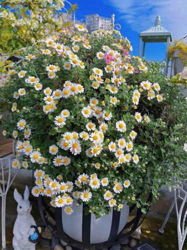 足摺野路菊 银叶边 爆花量大 耐热耐寒多年生阳台庭院高山野趣菊 - 图2