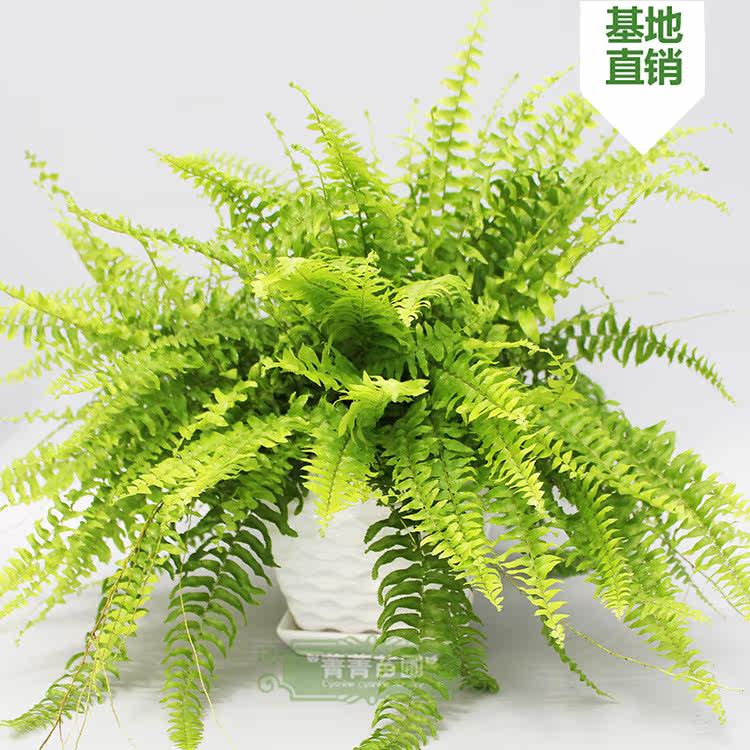 波士顿蕨怎么养,霸王,蕨类植物_大山谷图库