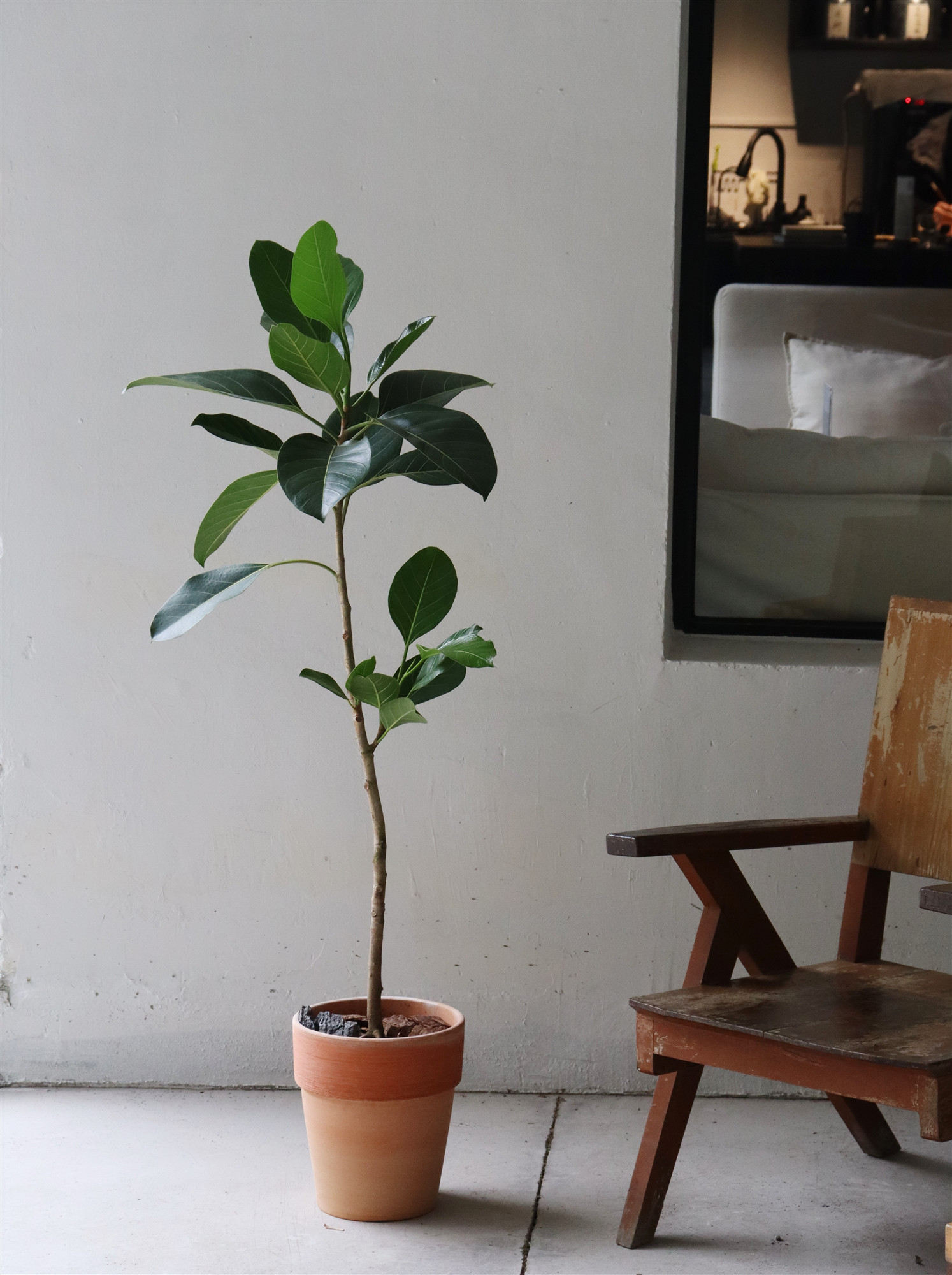 苏太植物高山榕树 韩国ins风独特造型落地植物新手友好的室内植物 - 图0