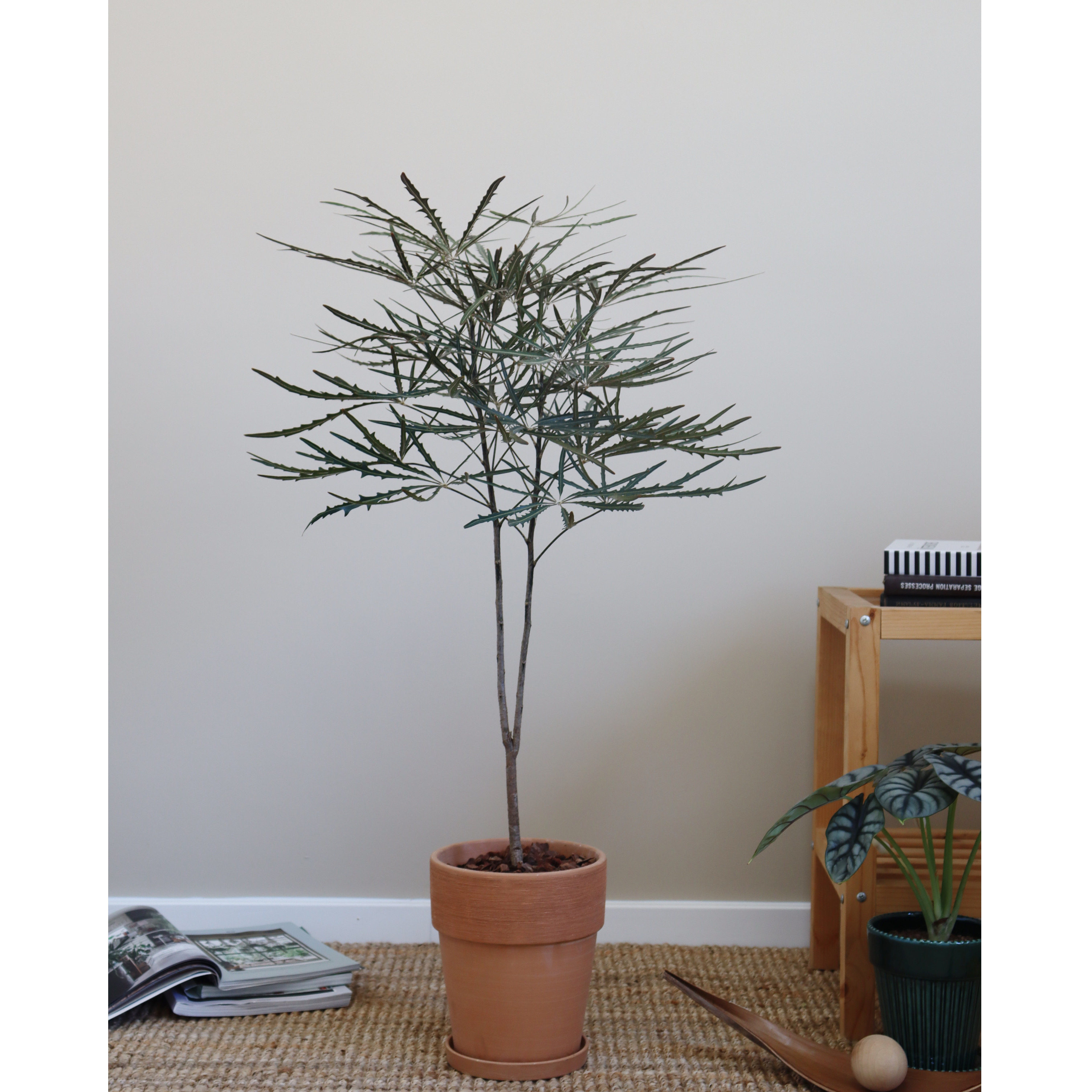 苏太植物 |孔雀木齿锯叶盆栽 客厅新房观叶大型常青落地植物,淘宝优惠券,粉丝福利购,淘宝优惠卷