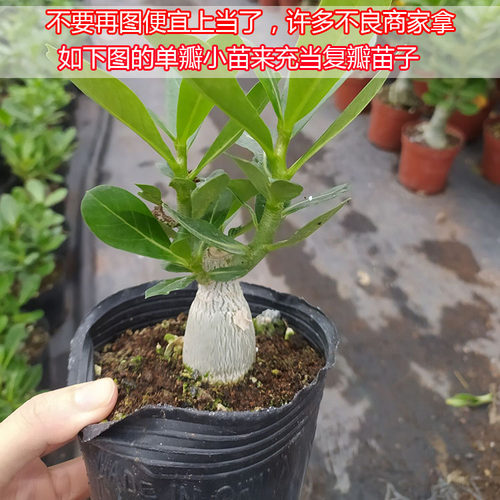 沙漠玫瑰苗重瓣带花苞老桩小盆栽花卉阳台庭院好养耐旱懒人绿植 - 图1