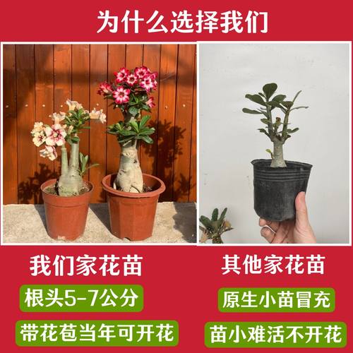沙漠玫瑰苗重瓣带花苞老桩小盆栽花卉阳台庭院好养耐旱懒人绿植 - 图0