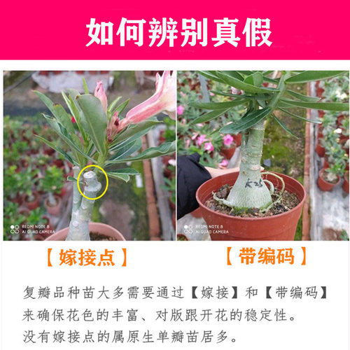 沙漠玫瑰苗重瓣带花苞老桩小盆栽花卉阳台庭院好养耐旱懒人绿植 - 图2