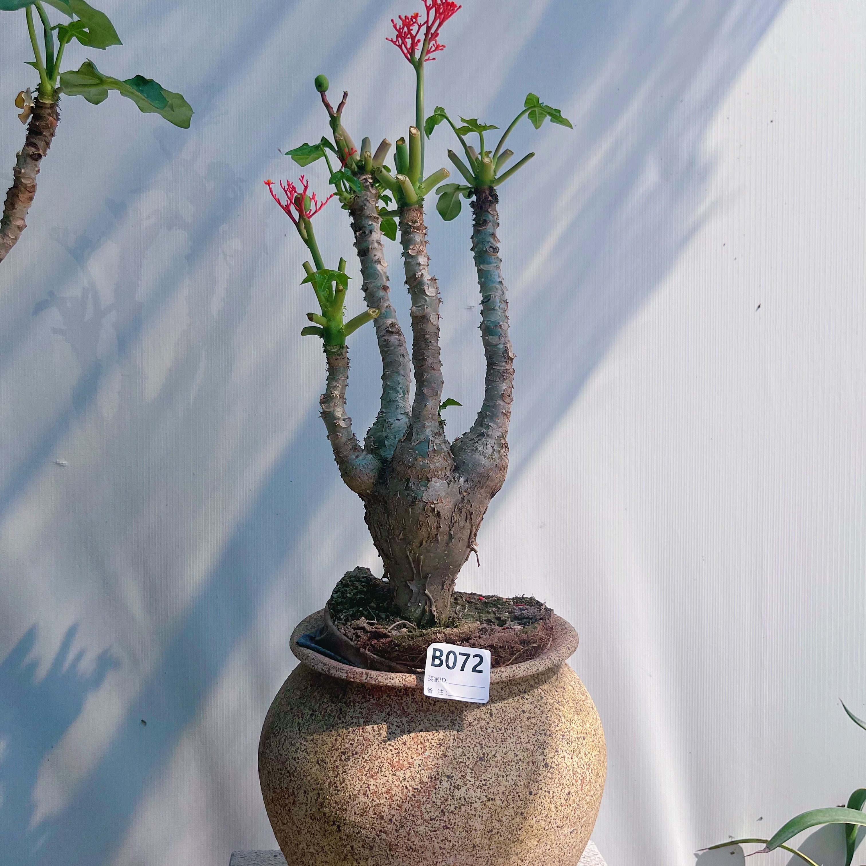 佛肚海棠树盆栽老桩块根植物室内外花卉耐热耐旱四季勤花观叶绿植 - 图3