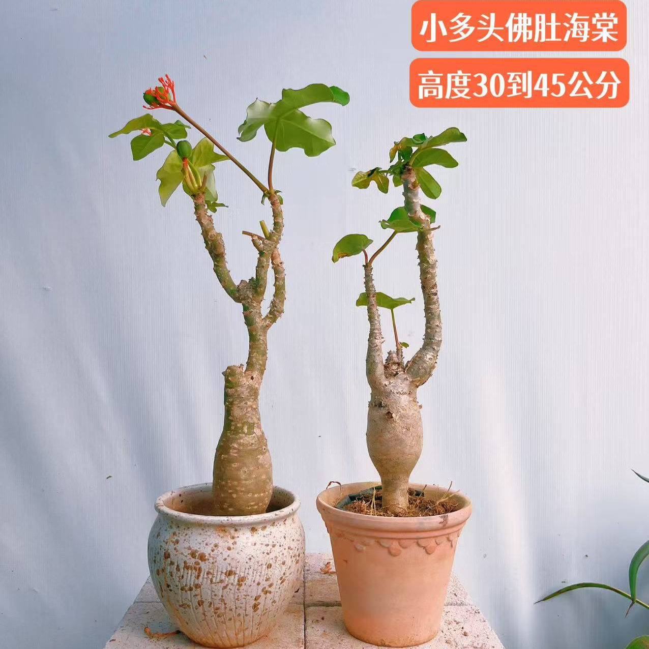 佛肚海棠树盆栽老桩块根植物室内外花卉耐热耐旱四季勤花观叶绿植 - 图1