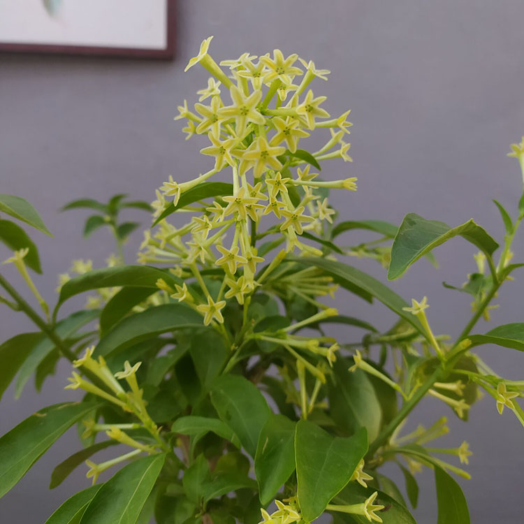 夜来香盆栽花卉带花苞夏季驱蚊香草树苗室内外阳台庭院可栽种好养 - 图1