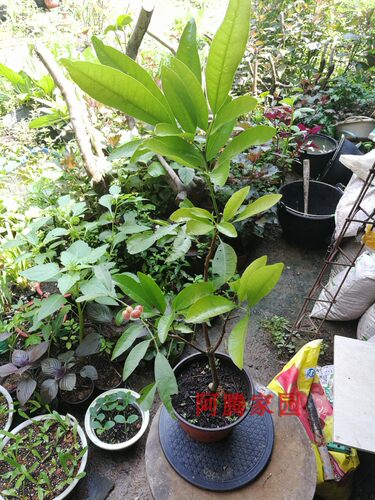 山小橘萌萌哒四季盆栽地栽观果绿植水晶橘芸香科山小橘属观赏食用 - 图2