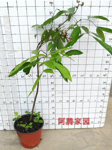 山小橘萌萌哒四季盆栽地栽观果绿植水晶橘芸香科山小橘属观赏食用 - 图1