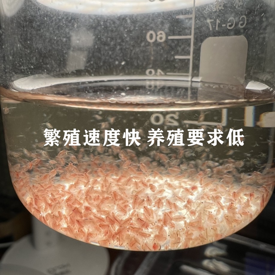 水蚤活体鱼虫幼鱼活苗蹦蹦虫热带鱼观赏鱼冷冻饲料小型鱼开口饵料-图0