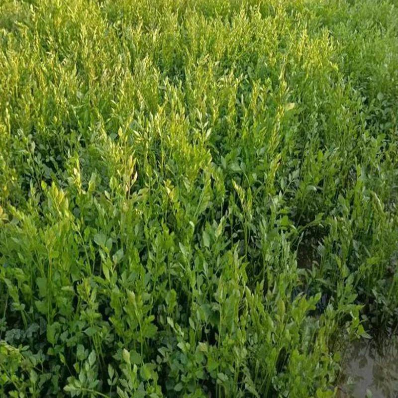 水芹菜苗富菜水芹菜水培植物易活可食用野芹菜水芹菜四季可栽,淘宝优惠券,粉丝福利购,淘宝优惠卷