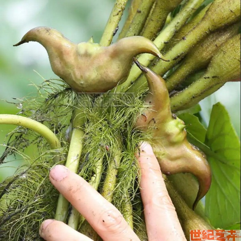 夏季水生花卉 青菱红菱角菱角苗子观赏食用两不误庭院窗台水菱角 - 图0