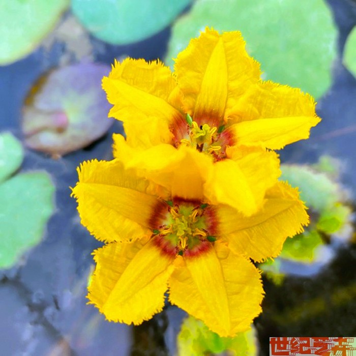 圆叶萍荇菜萍蓬草浮萍水浮莲莼菜庭院净化空气黄花一叶莲盆栽鱼缸 - 图1