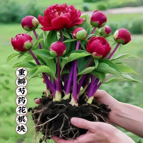 重瓣芍药花苗盆栽庭院花卉四季全根发货摆放阳台客厅芍药苗牡丹花 - 图2