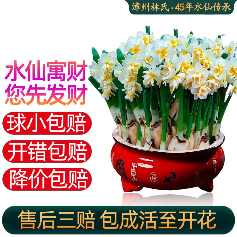 漳州重复瓣水仙花种球种子苗特大水培盆栽类花卉耐寒植物室内好养,淘宝优惠券,粉丝福利购,淘宝优惠卷
