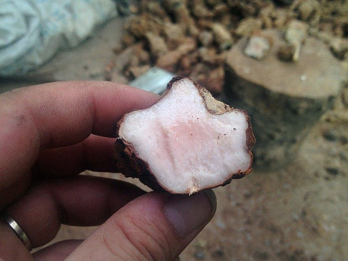 包邮 广西干货 广东煲汤料中药材干土茯苓干 硬饭头冷饭团饭团根 - 图1