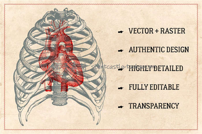A0114矢量AI设计素材 复古手绘人体解剖图骨骼骨架内脏大脑+png - 图2