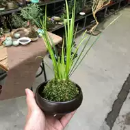 苔玉 新人首单立减十元 21年9月 淘宝海外