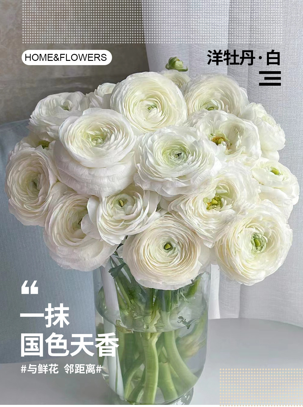 洋牡丹花毛茛鲜切洋牡丹两单发顺丰鲜花云南基地直发昆明花卉市场,淘宝优惠券,粉丝福利购,淘宝优惠卷